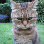 CBT and Mindfulness for Anger Management (Part I)